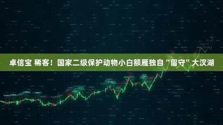 卓信宝 稀客！国家二级保护动物小白额雁独自“留守”大汊湖